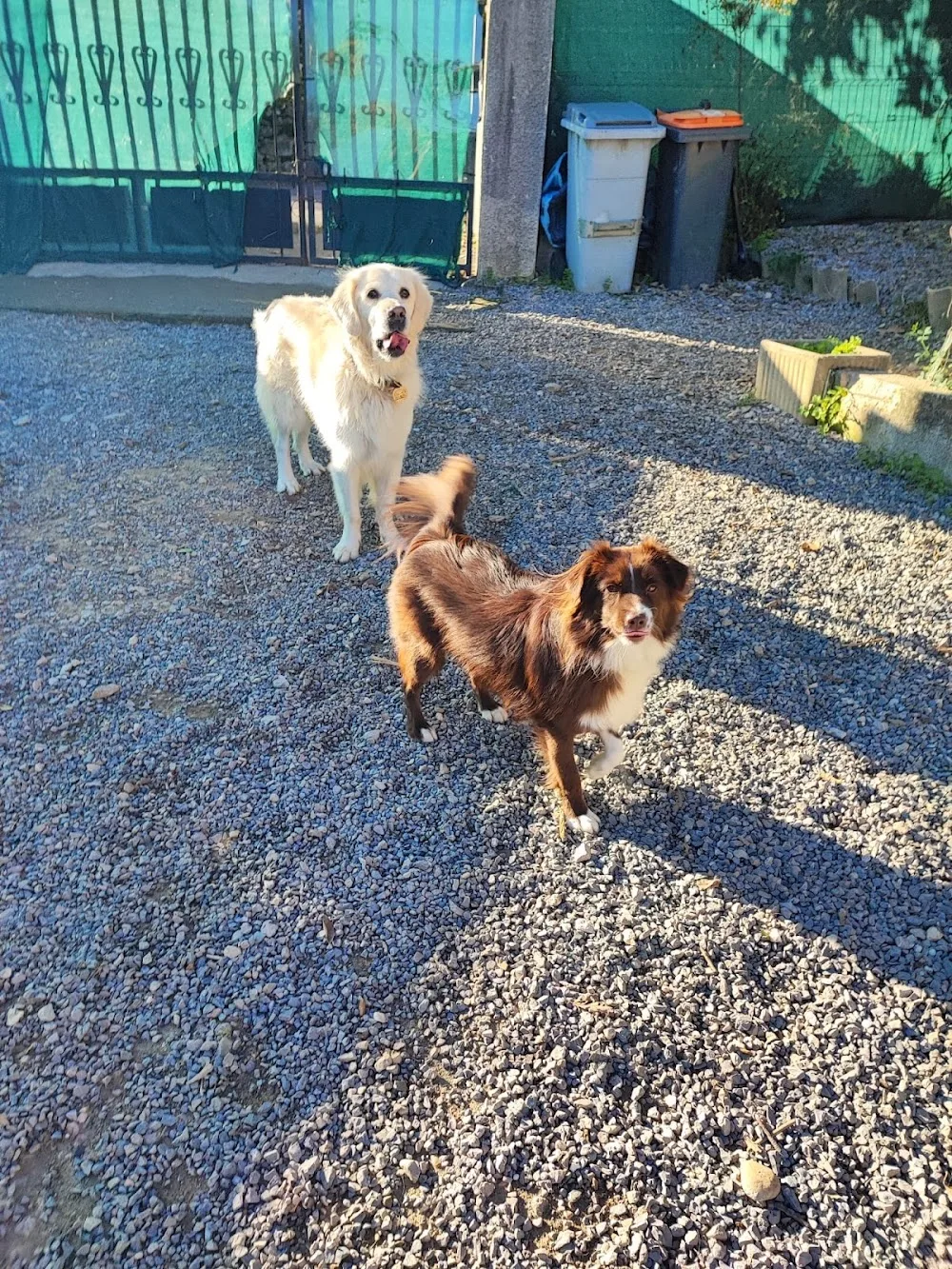 Bien dans nos pattes - Pension canine familiale et éducation - Hérault pet otel