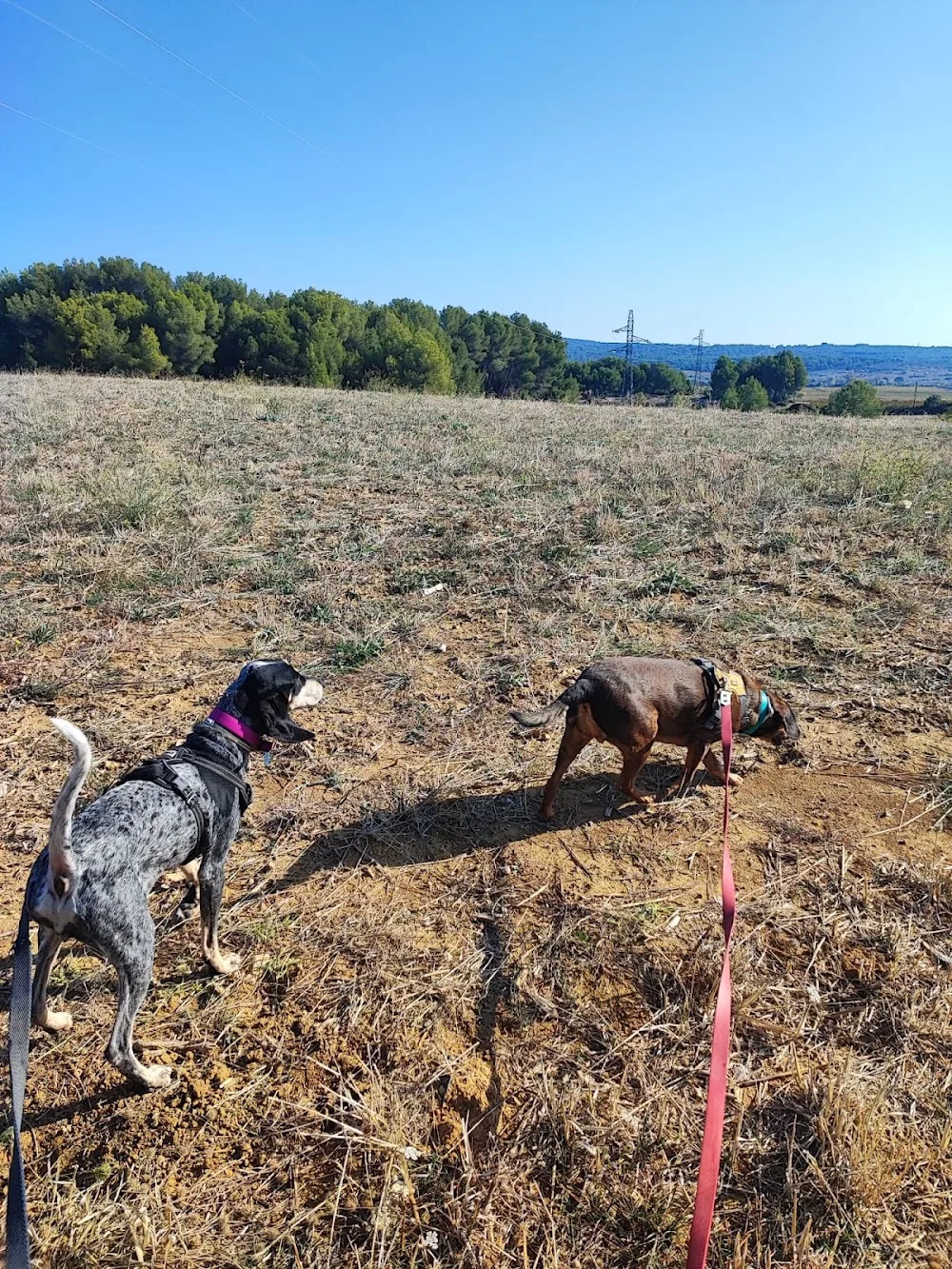 Bien dans nos pattes - Pension canine familiale et éducation - Hérault pet otel görseli 3
