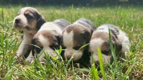 Elevage Pension canine - Des hauts de Milhac - Hérault pet otel