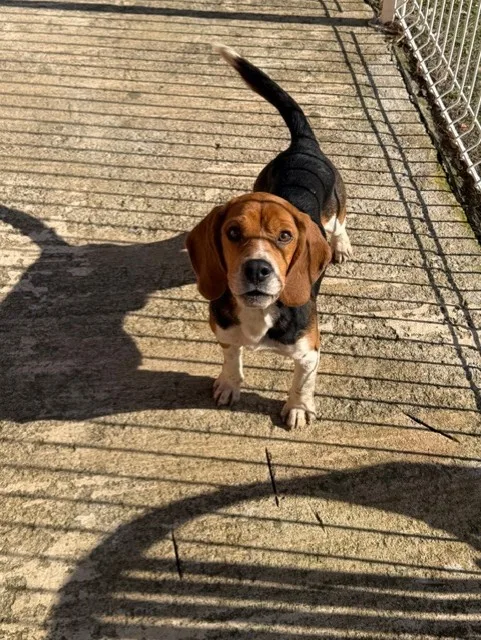 Elevage Pension canine - Des hauts de Milhac - Hérault pet otel görseli 3