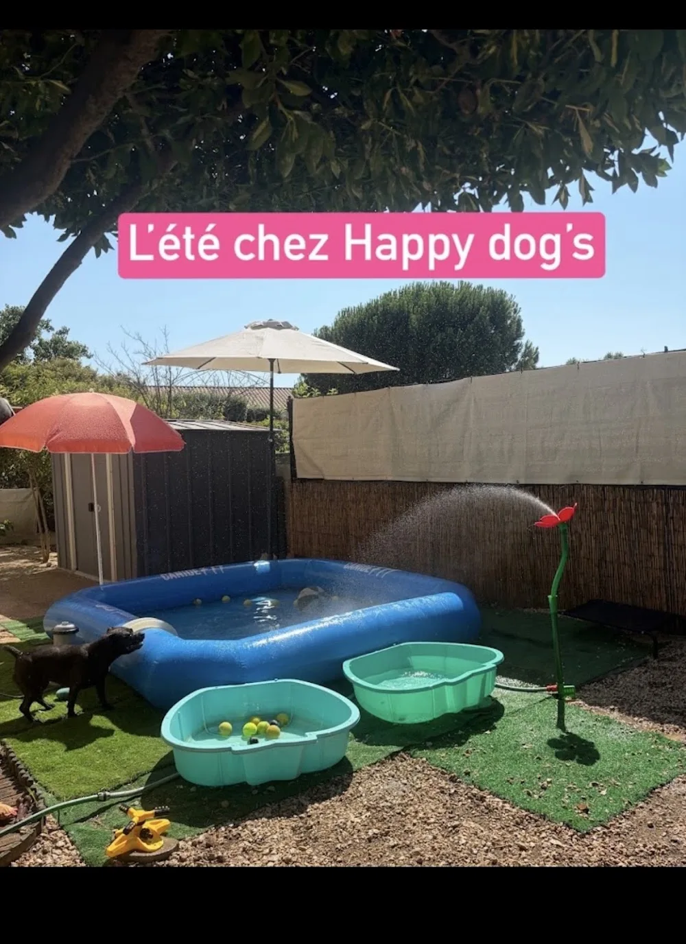 HAPPY DOGS Pension Canine Familiale sans Box - Hérault pet otel görseli 3