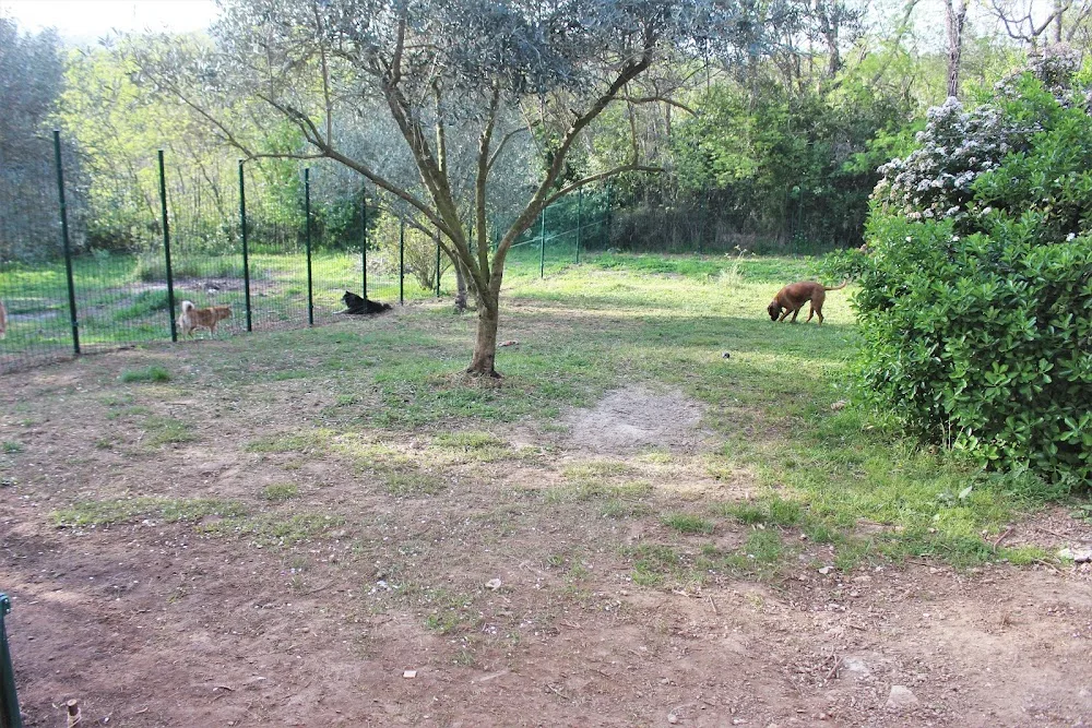 La garrigue des toutous - Pension canine dans l'Hérault (34) - Hérault pet otel