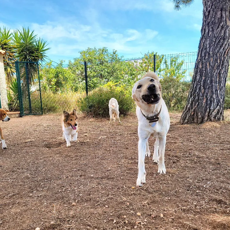 La Pattounerie - Pension canine & Garde d'animaux à domicile - Hérault pet otel görseli 2