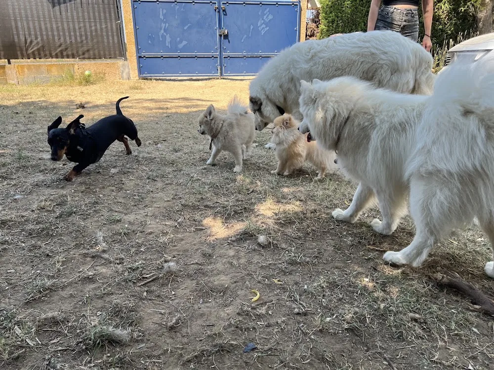 L'Escale Canine - Hérault pet otel görseli 3