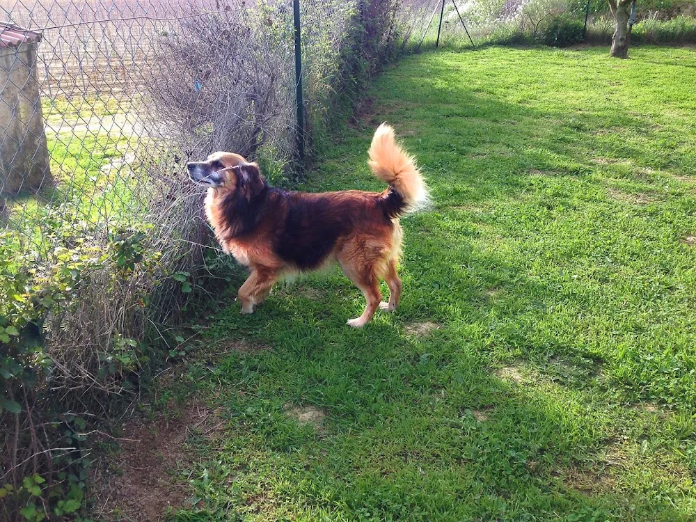 Niches Canines - Hérault pet otel görseli 2