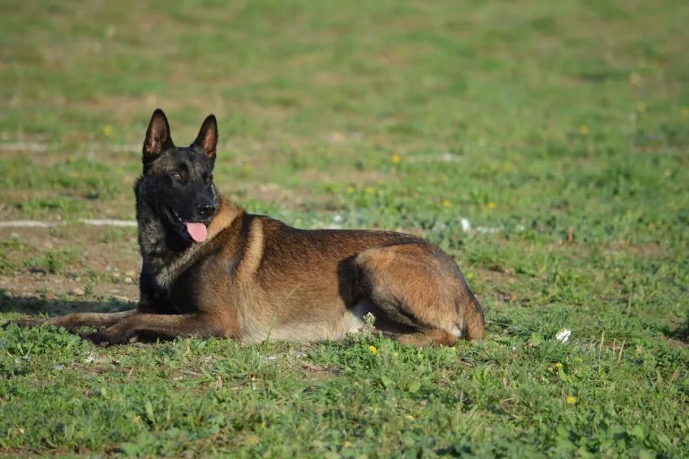 Pension Canine du Bassin de Thau éducation en cours particulier - Hérault pet otel görseli 2