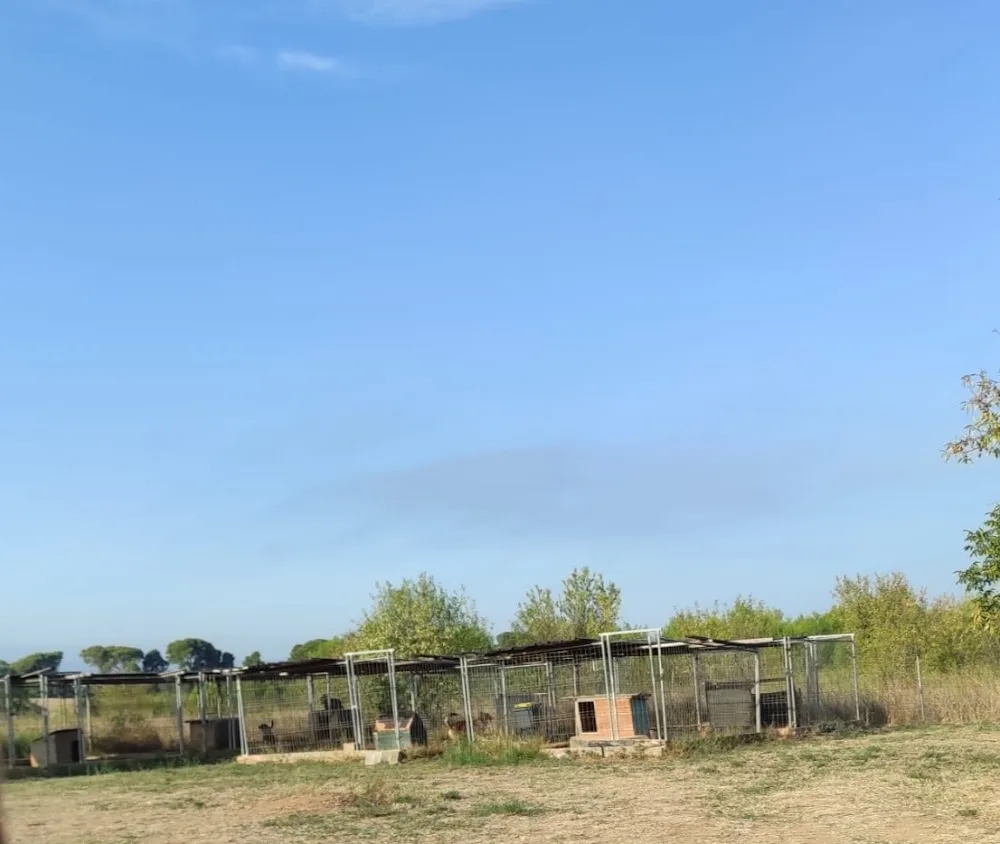 Pension Canine du Bassin de Thau éducation en cours particulier - Hérault pet otel görseli 3