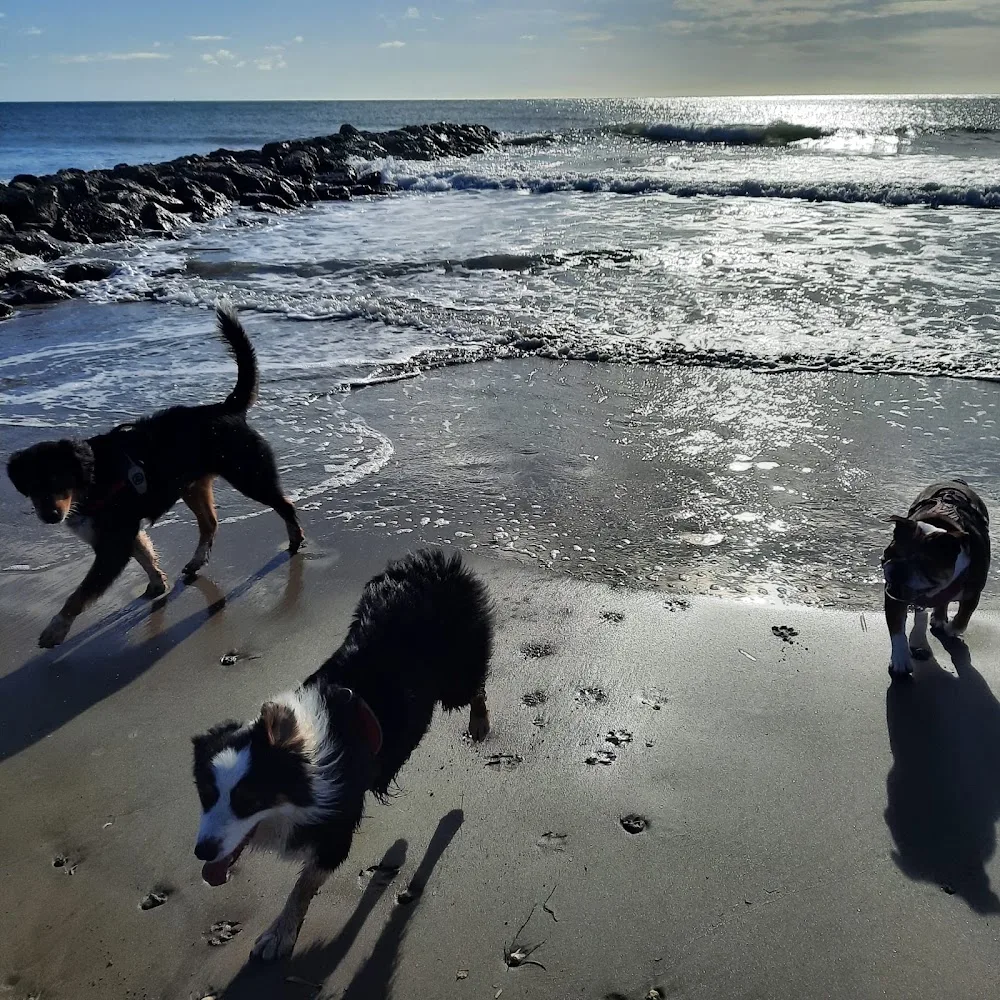 Pension canine et crèche canine Dog-Vacances - Hérault pet otel görseli 2