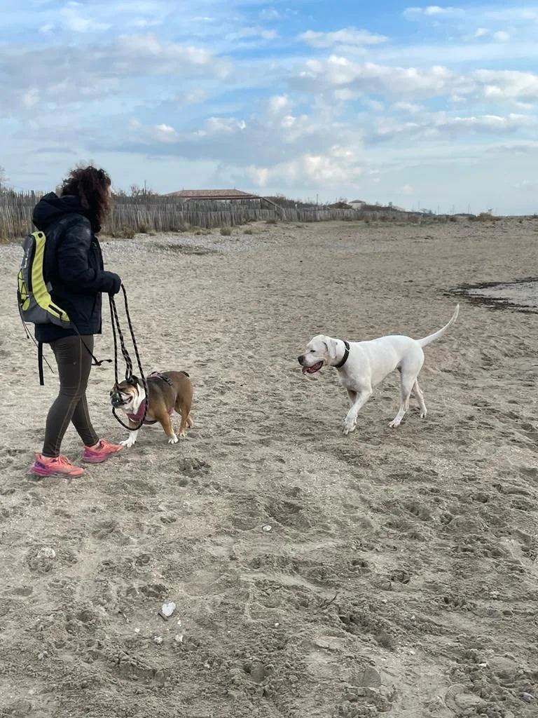 Pension canine et crèche canine Dog-Vacances - Hérault pet otel görseli 3