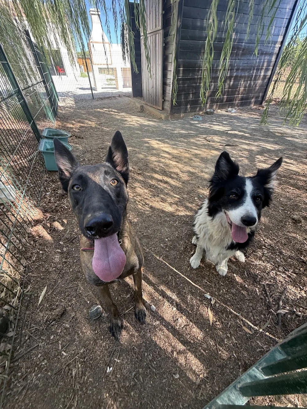 Pension Canine Le Mas Toutou - Hérault pet otel görseli 3