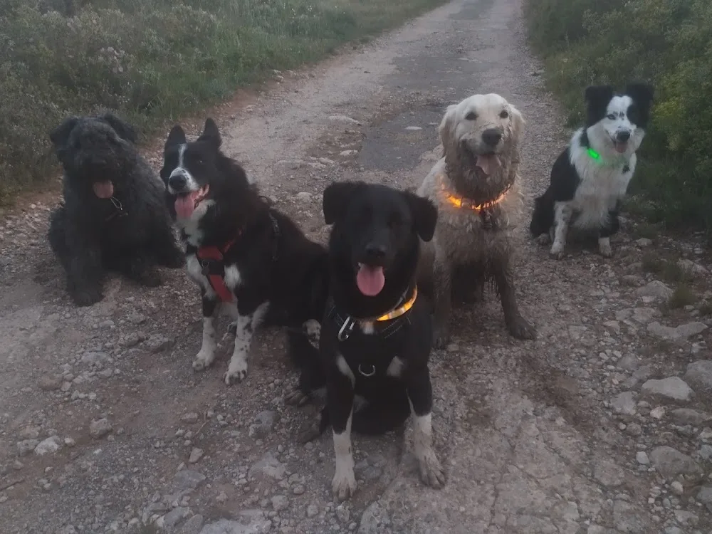 Pension canine L'oppid'aumes - Hérault pet otel görseli 3