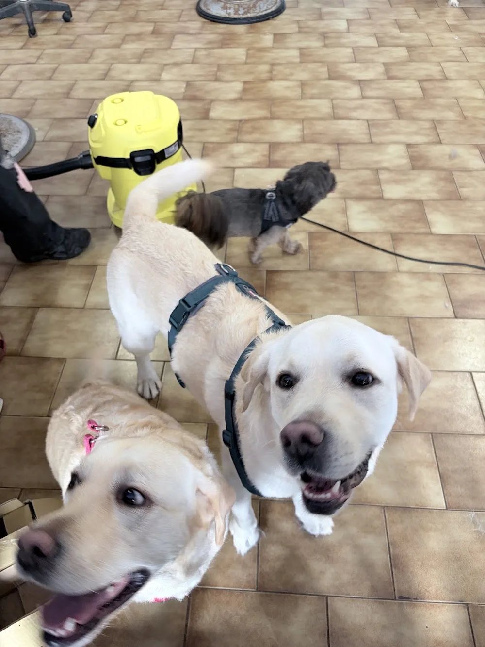Pet-sitter Lignan/Pension - Dominique Noris - Hérault pet otel görseli 2