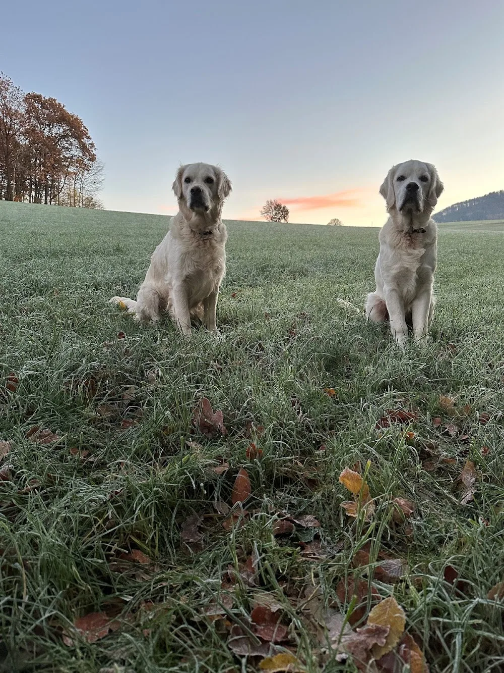Andreas Koch Hundepension Villa Rico - Herbstein pet otel görseli 7