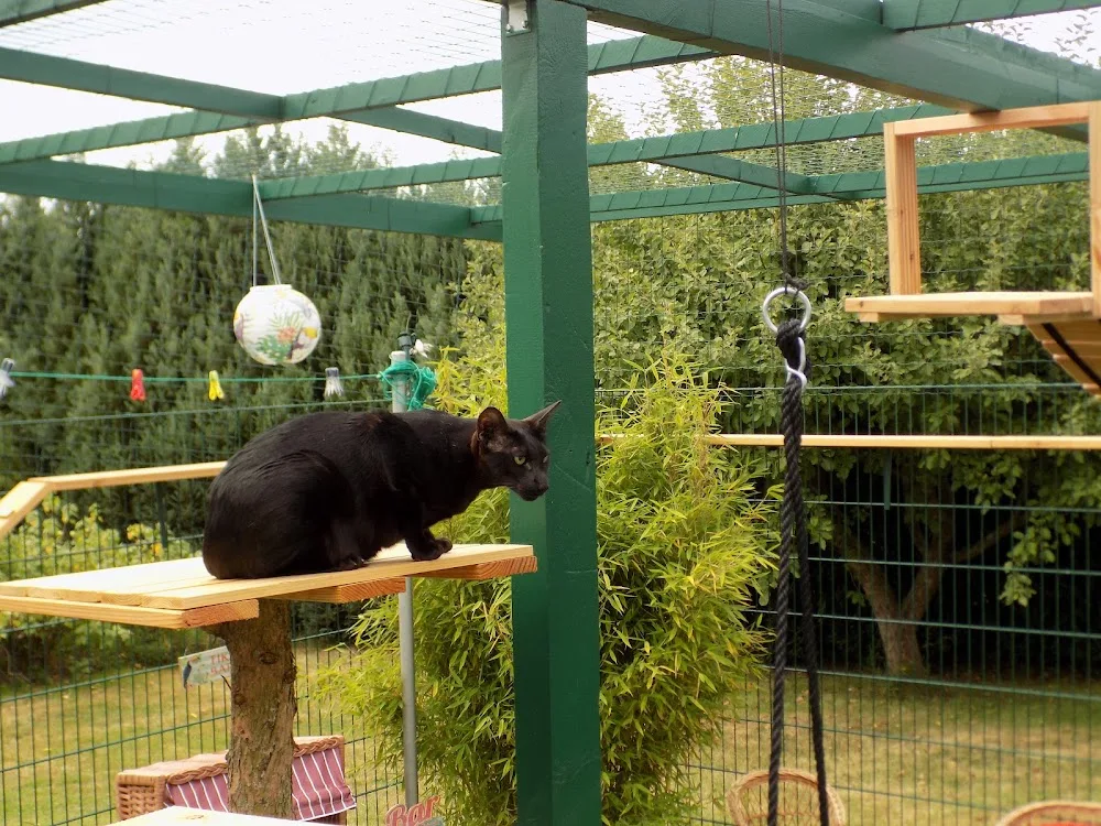 DAS Katzenhotel - Herbstein pet otel görseli 6