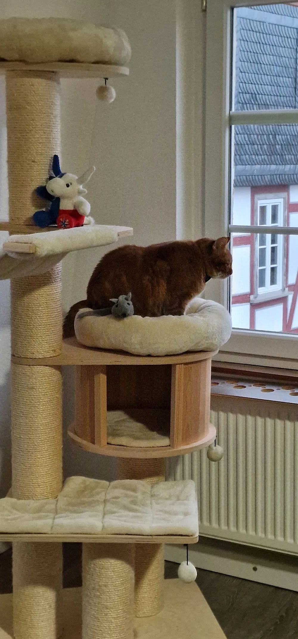 Gauni's Katzenpension - Herbstein pet otel görseli 7