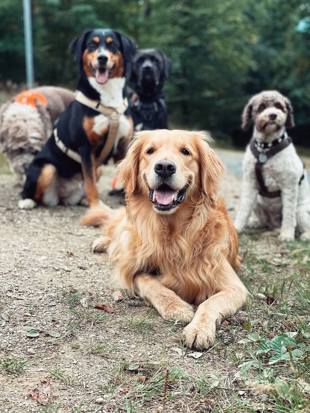 HocusDoggoPocus - Herbstein pet otel görseli 7