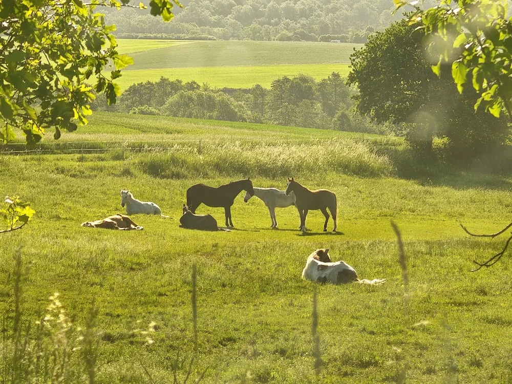 Hunde und Pferdepension Reichart - Herbstein pet otel görseli 3
