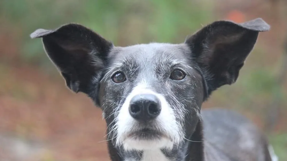 Hunde- und Pferdepension zur grauen Mühle - Herbstein pet otel