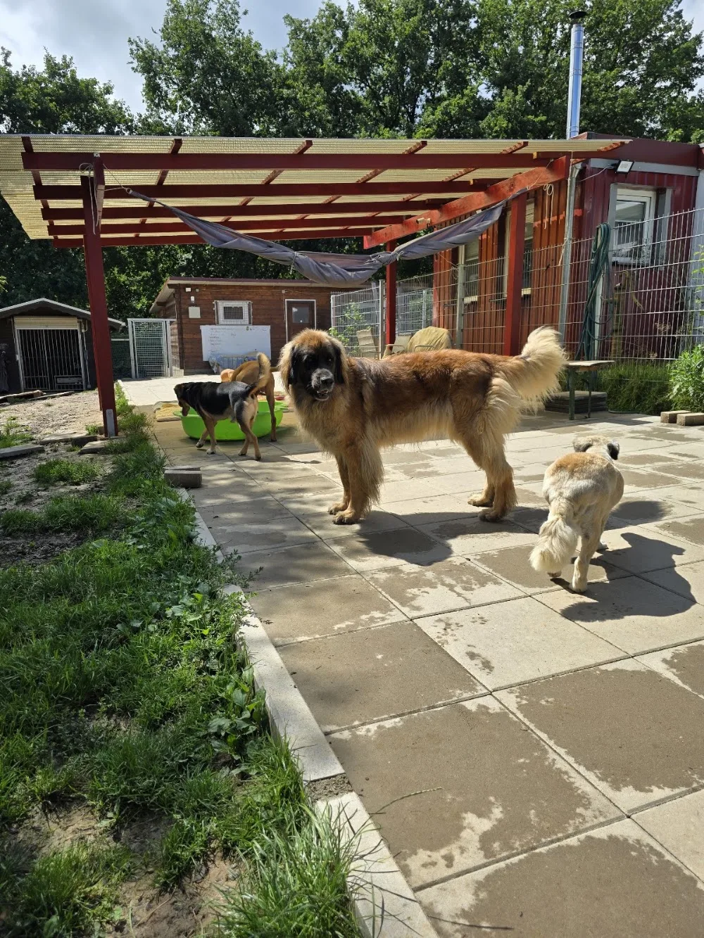 Hundelandhotel Schlüchtern, Ninas Hundebetreuung und mehr UG (haftungsbeschränkt) - Herbstein pet otel görseli 3