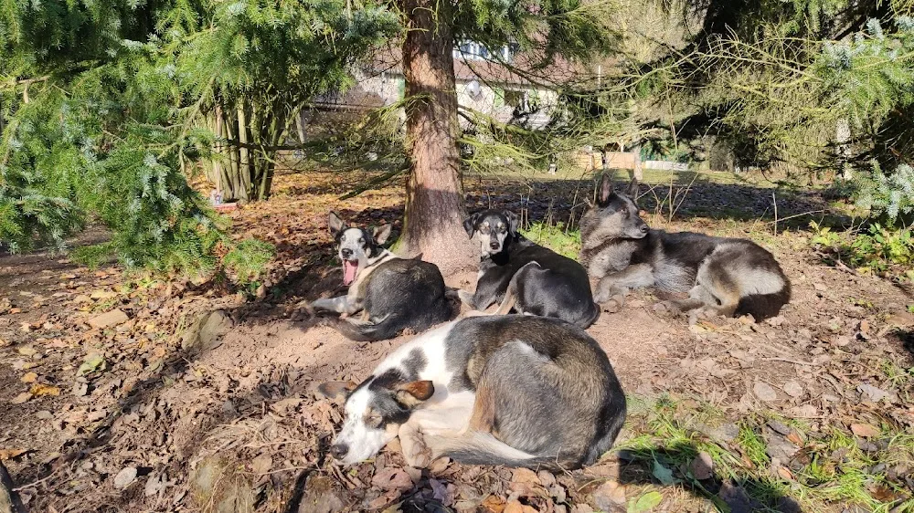 Hundepension Forsthaus - Herbstein pet otel
