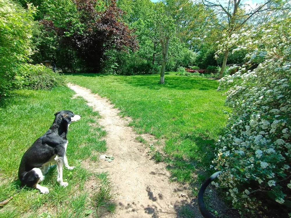 Hundepension Forsthaus - Herbstein pet otel görseli 3