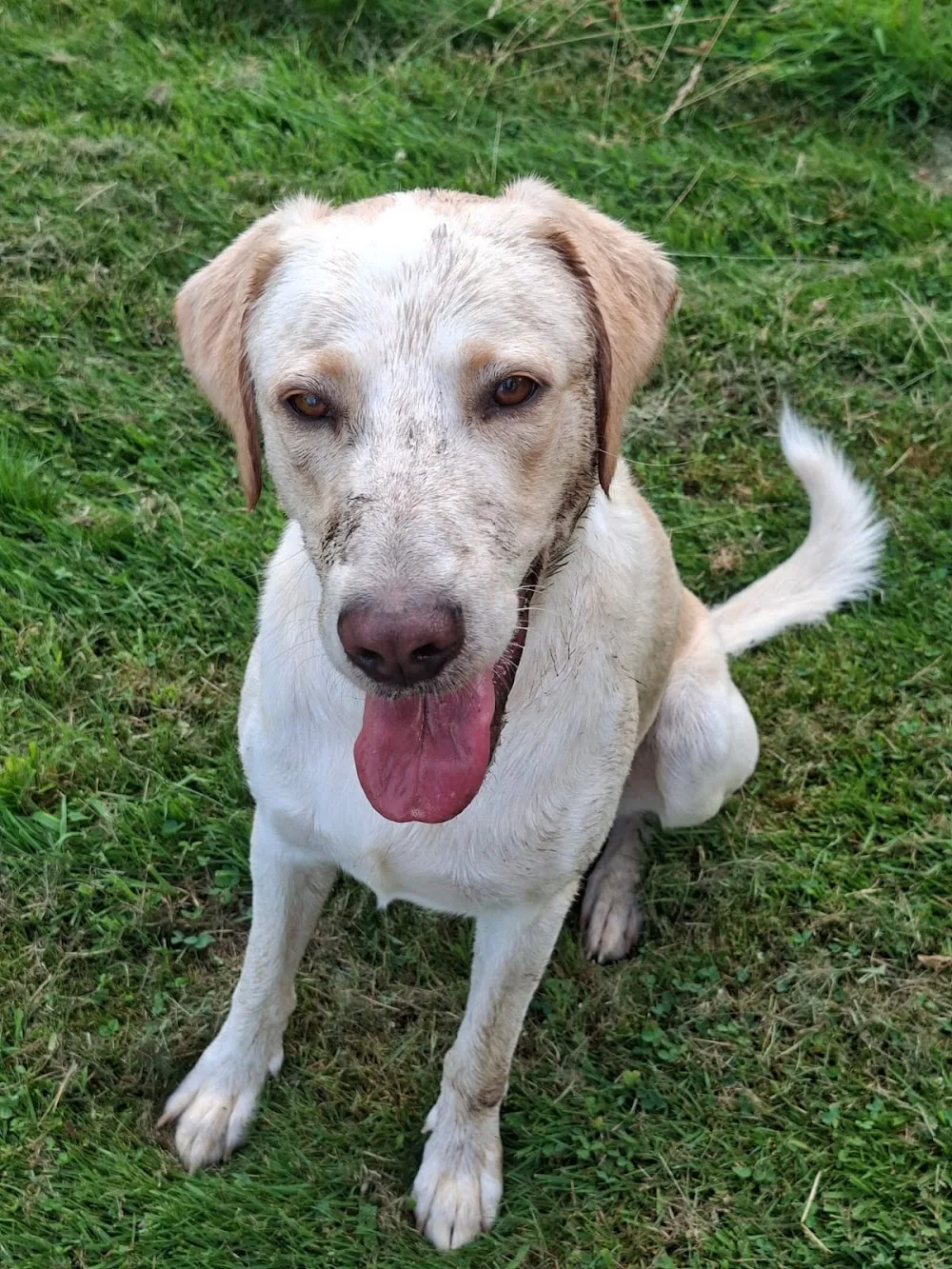 Hundepension Schödel - Herbstein pet otel görseli 3