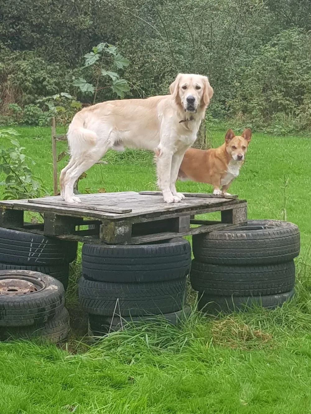 Hundepension Schödel - Herbstein pet otel görseli 6