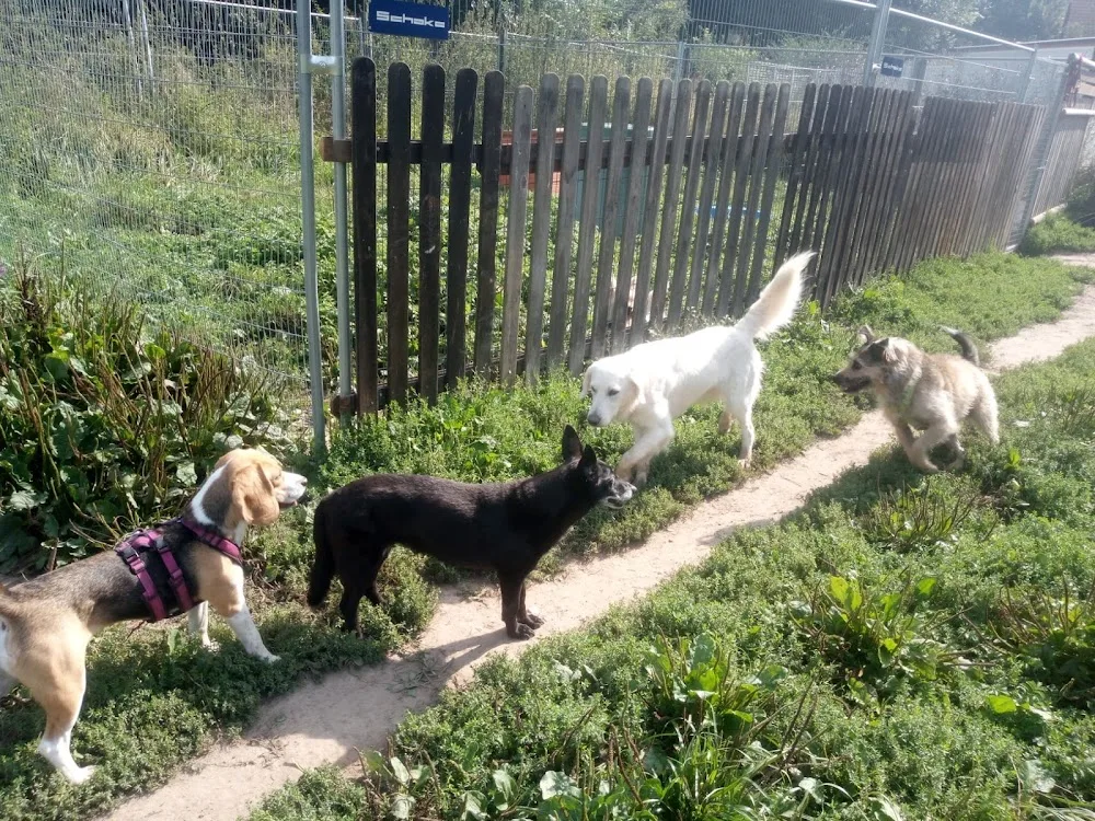 Maxi's Farm - Hundepension - Herbstein pet otel görseli 6