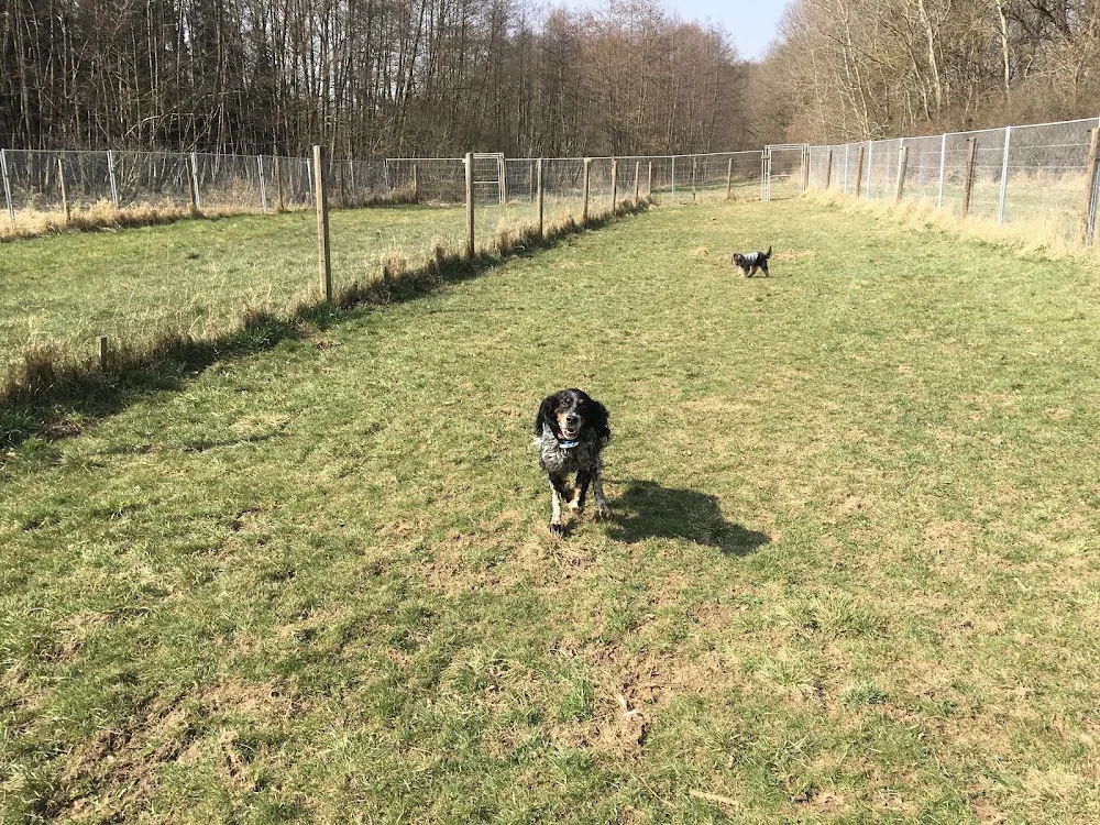 Maxi's Farm - Hundepension - Herbstein pet otel görseli 7