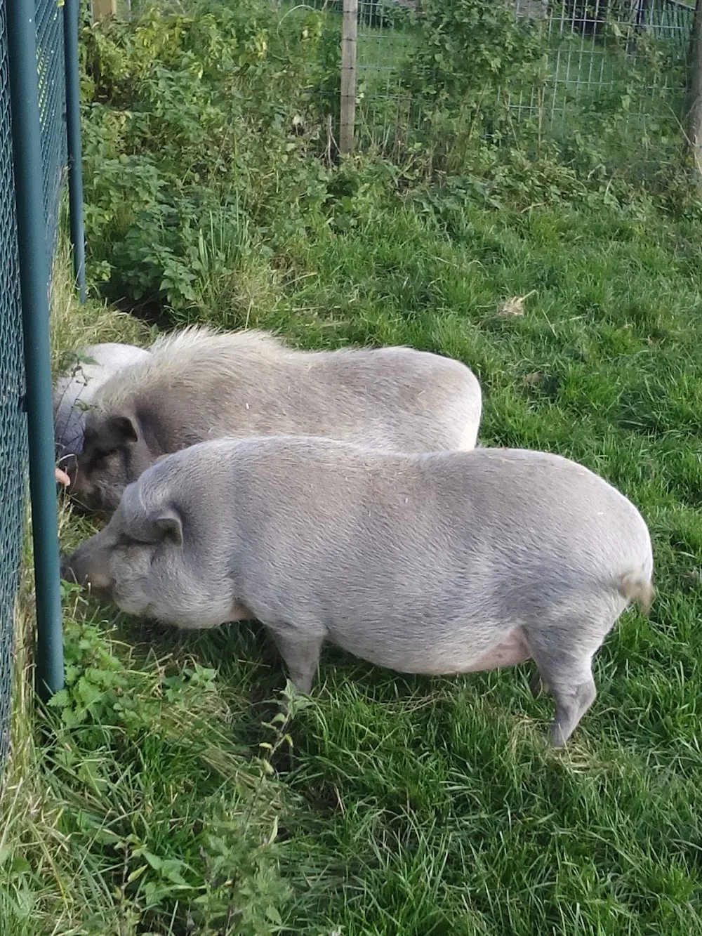 Tierpension Unter der Linde/Gnadenhof Rhönwiese e.V - Herbstein pet otel görseli 3
