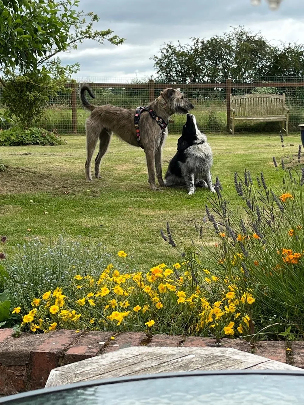 Ashcroft Home Dog Boarding ( Lic N-HOB85 ) - Herefordshire pet otel