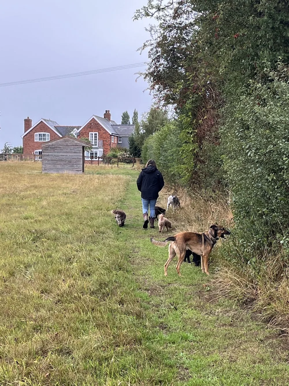 Ashcroft Home Dog Boarding ( Lic N-HOB85 ) - Herefordshire pet otel görseli 3
