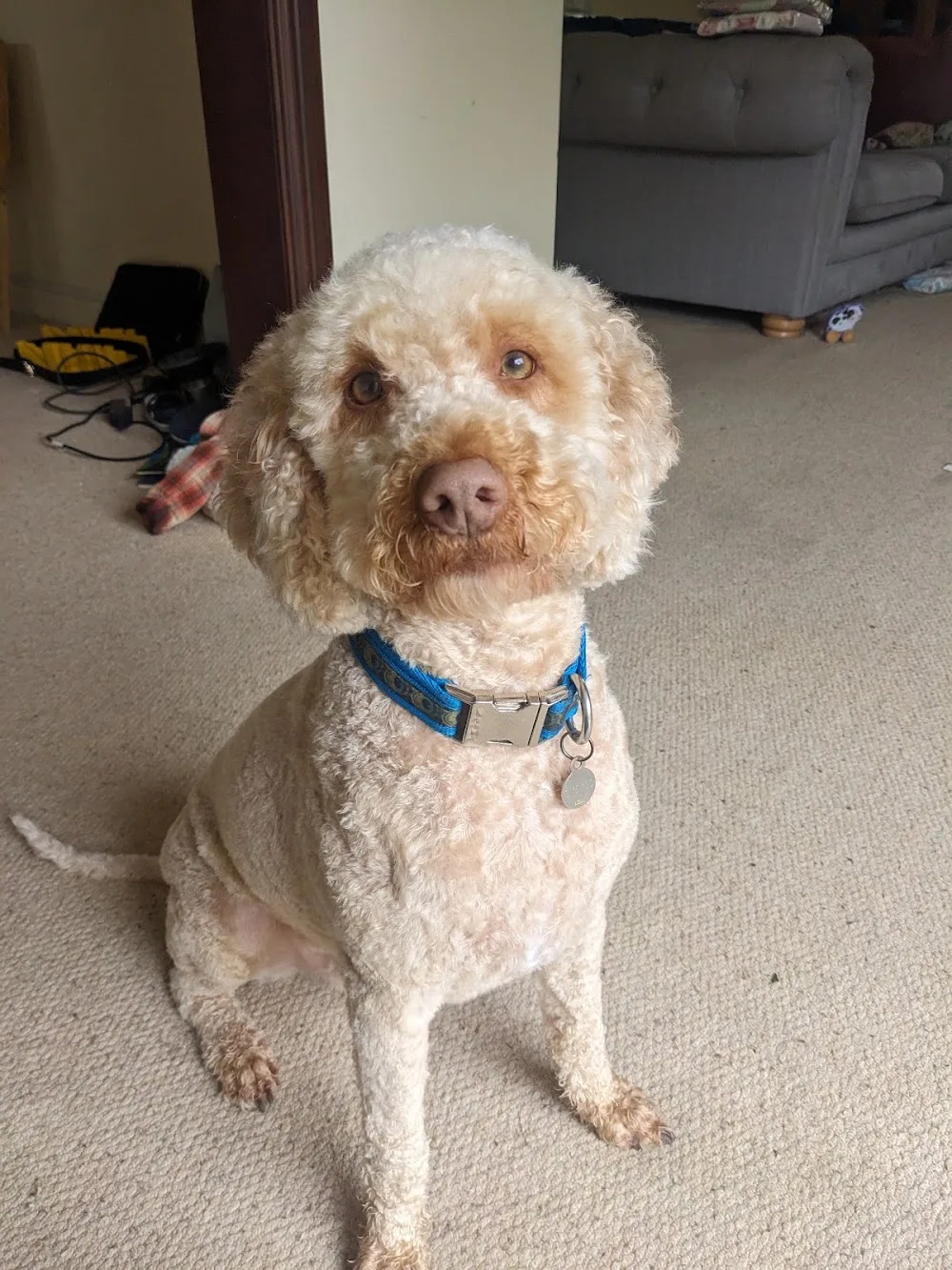 Brickyards Dog Grooming - Herefordshire pet otel görseli 3