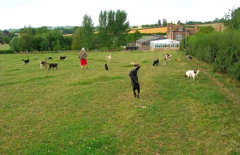 Bromyard Boarding Kennels - Herefordshire pet otel