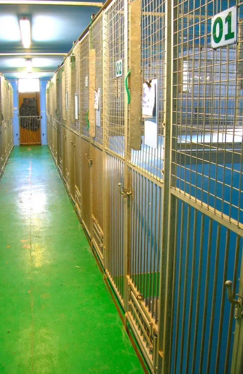 Bromyard Boarding Kennels - Herefordshire pet otel görseli 3