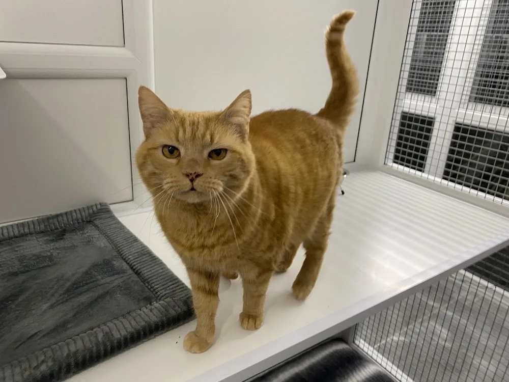 Cat'll Do Nicely - Herefordshire pet otel