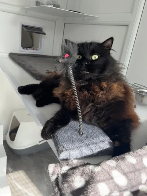 Cat'll Do Nicely - Herefordshire pet otel görseli 3