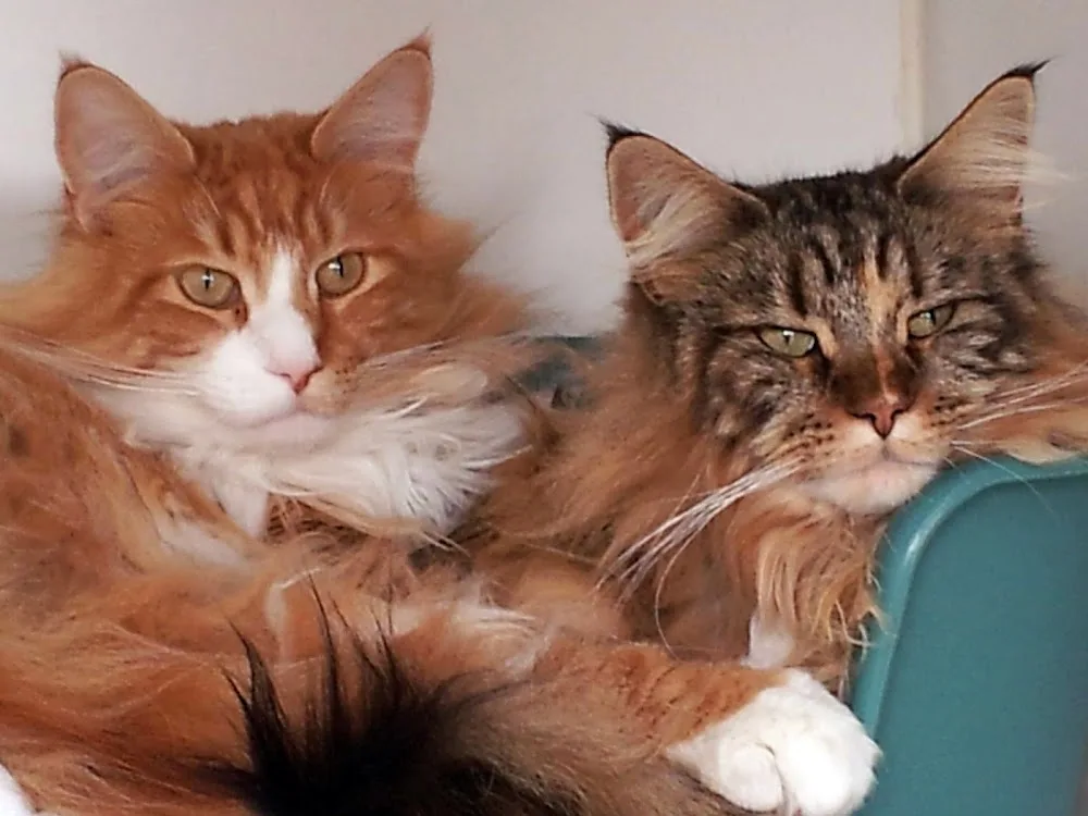 Cats Whiskers Boarding Cattery - Herefordshire pet otel
