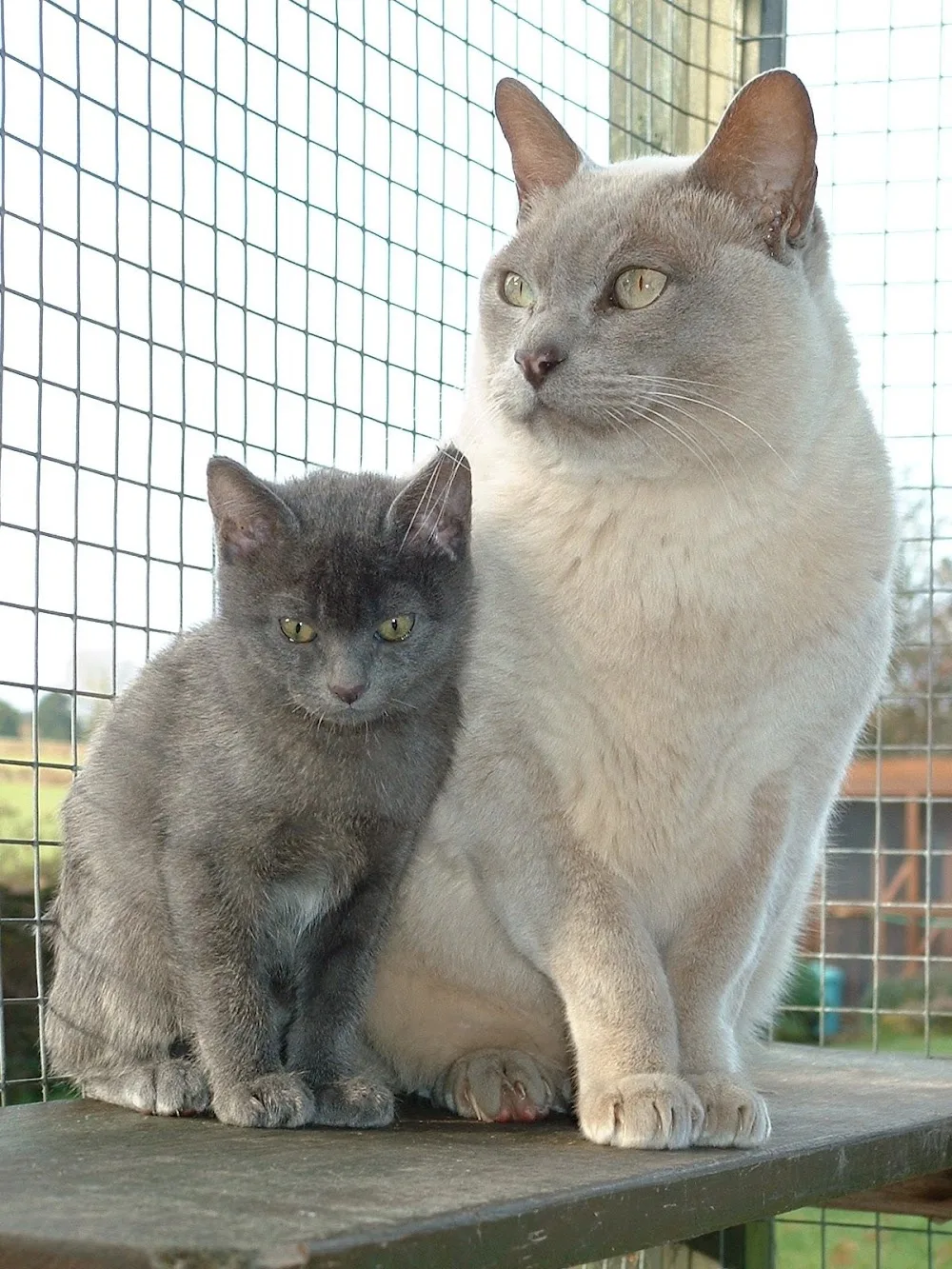Country Cats - Herefordshire pet otel