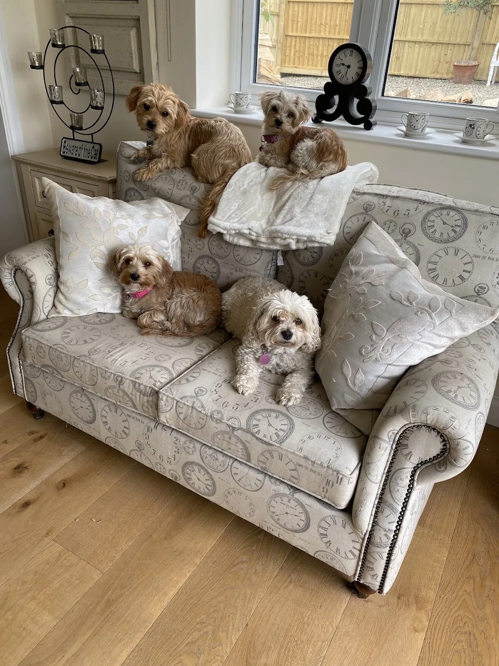 Dogs at home - Herefordshire pet otel