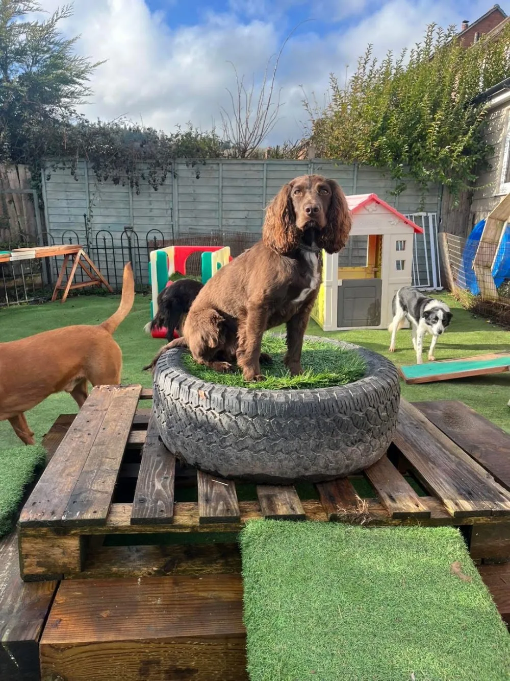 Emma's Zoo Dog Boarding and Day Care - Herefordshire pet otel