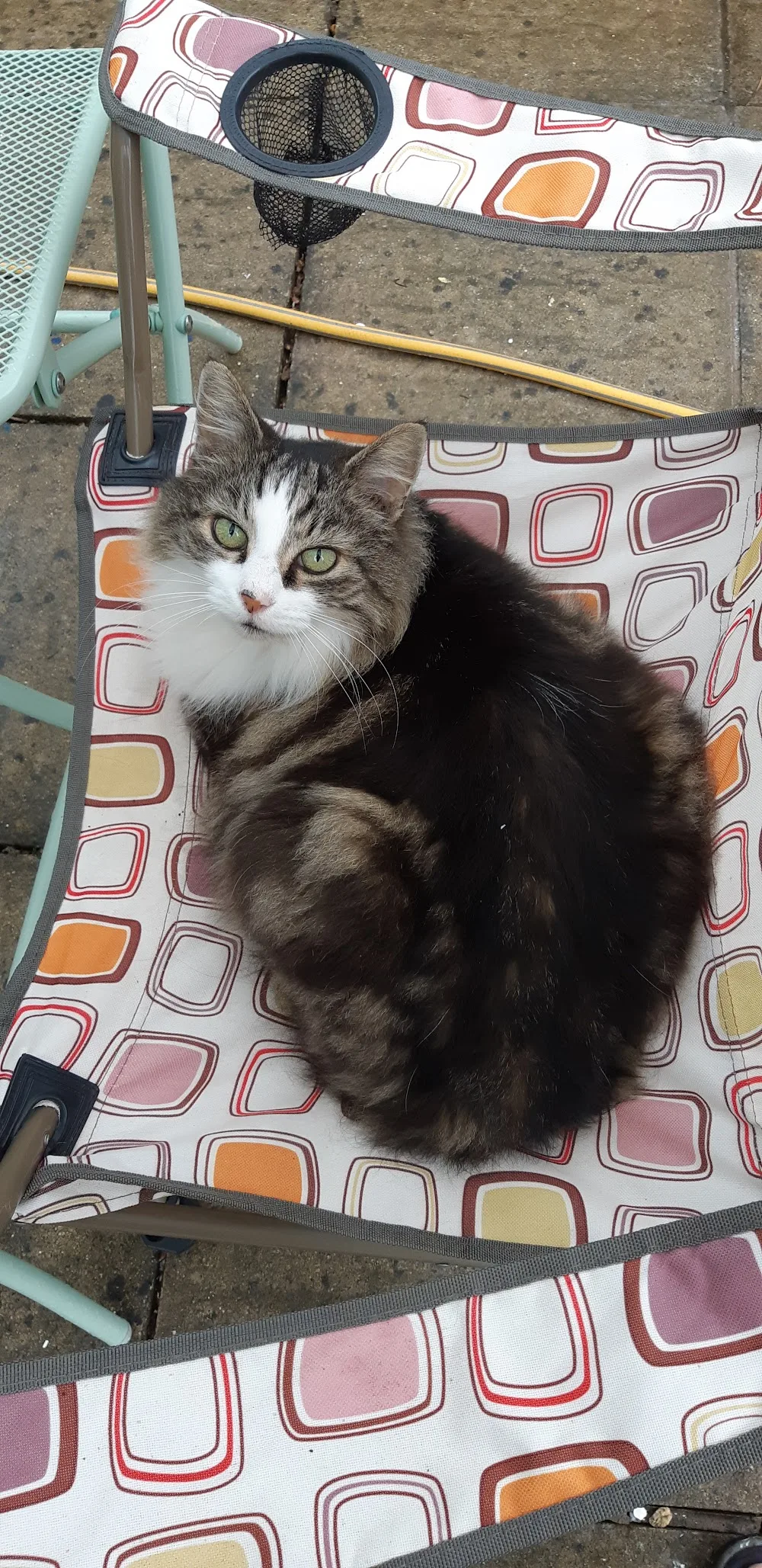 Hilltop Cattery - Herefordshire pet otel