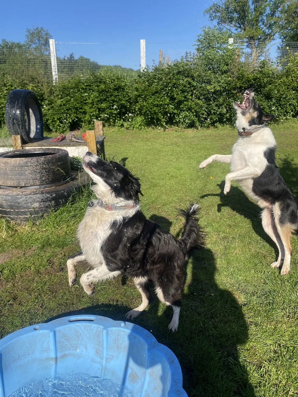 Paws4breaks - Herefordshire pet otel