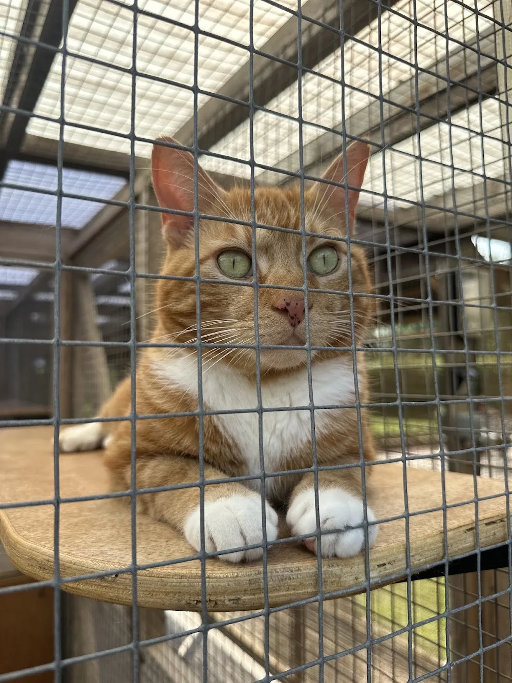 PussyCat Cattery - Herefordshire pet otel görseli 3