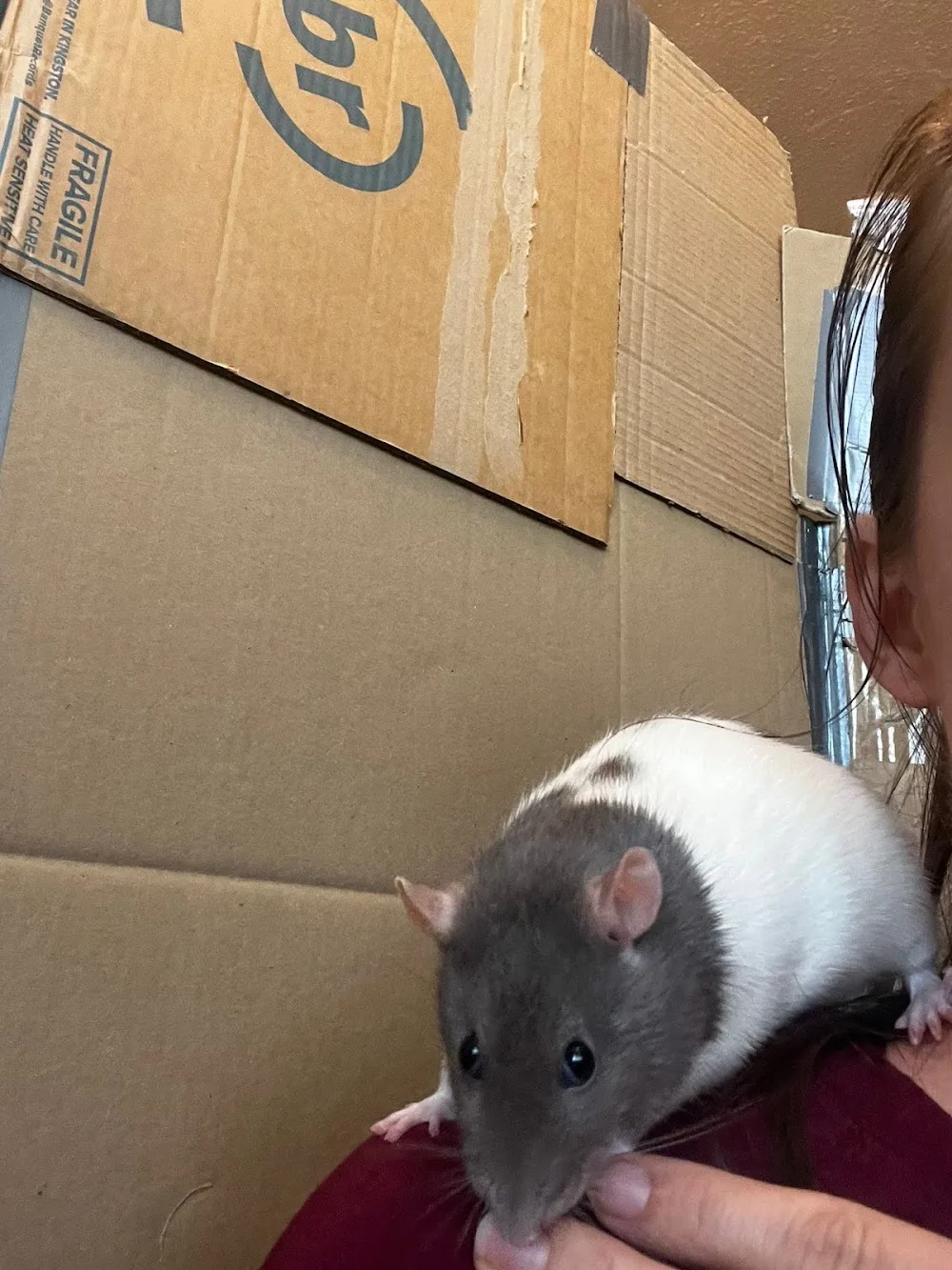 Coco’s Rat Resort specialist rat boarding - Hertfordshire pet otel