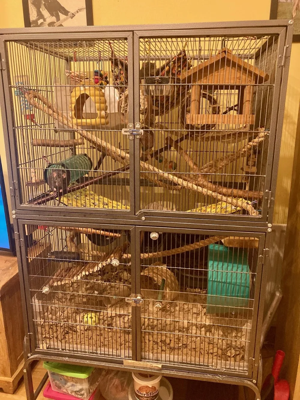 Coco’s Rat Resort specialist rat boarding - Hertfordshire pet otel görseli 3