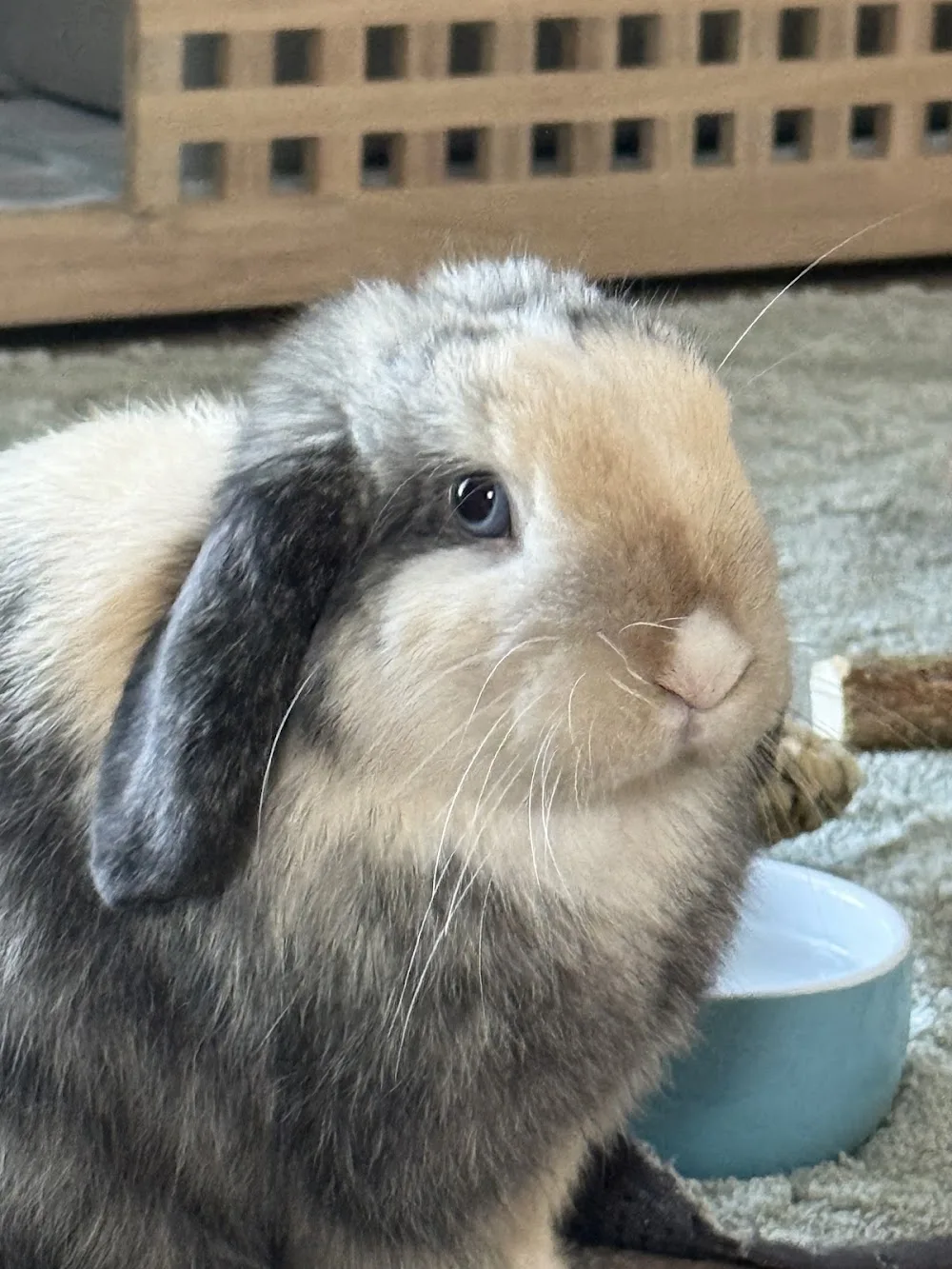 Honeybun's Bunny Hotel - Hertfordshire pet otel