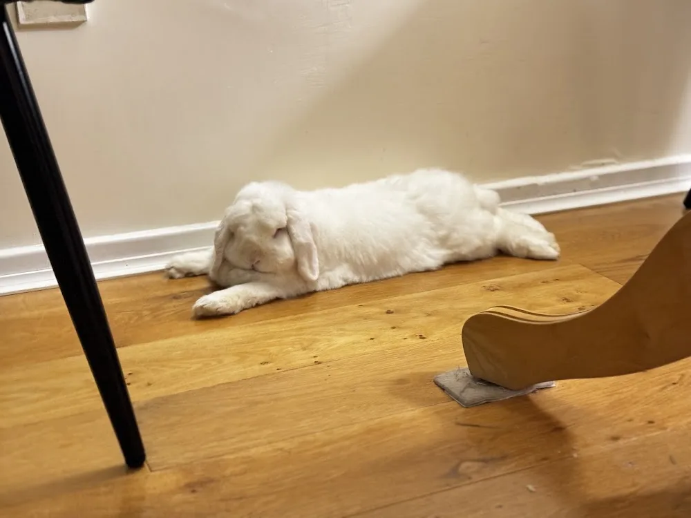 Honeybun's Bunny Hotel - Hertfordshire pet otel görseli 3