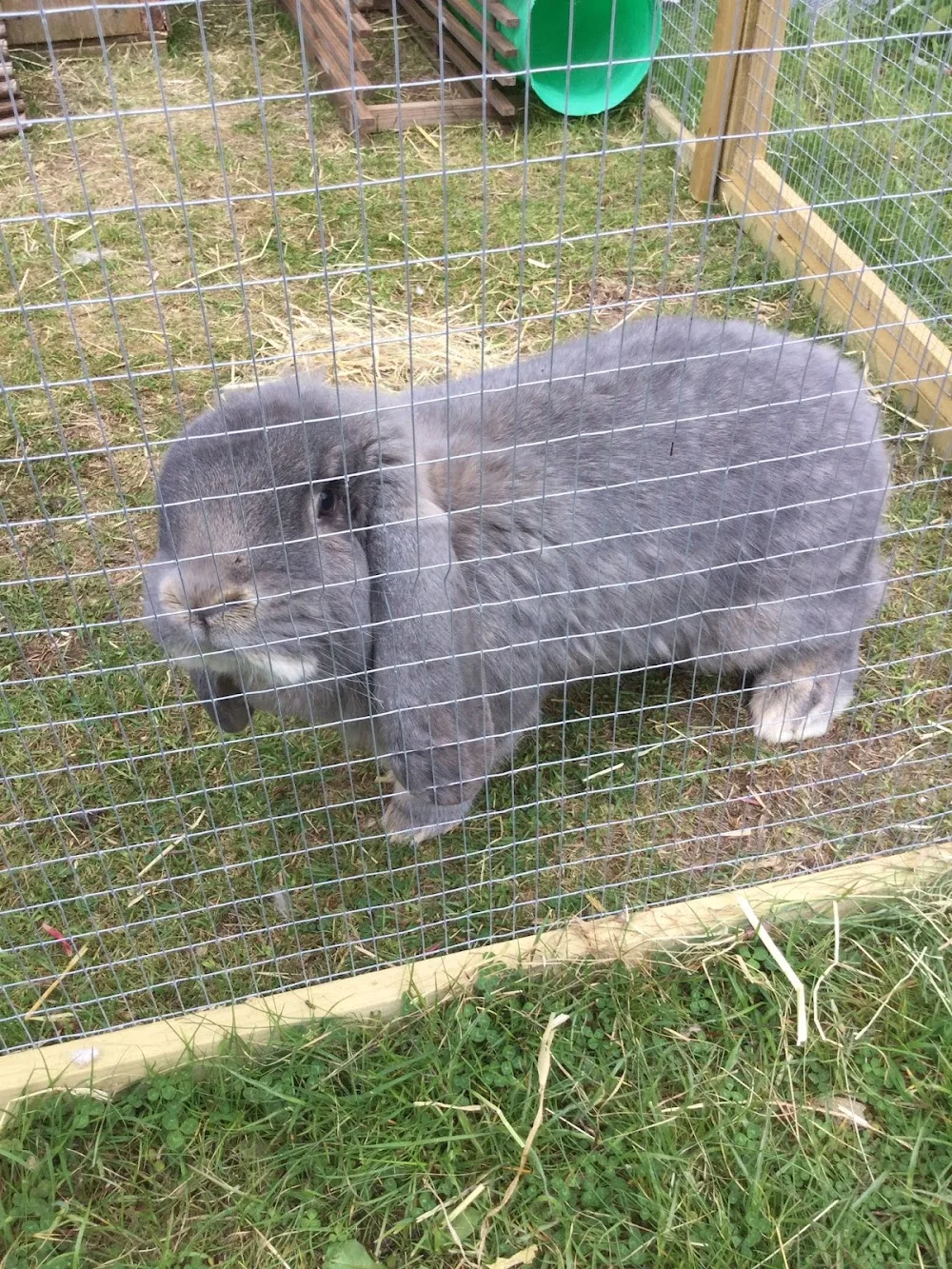 Lindsey's Little Lodgers - Hertfordshire pet otel