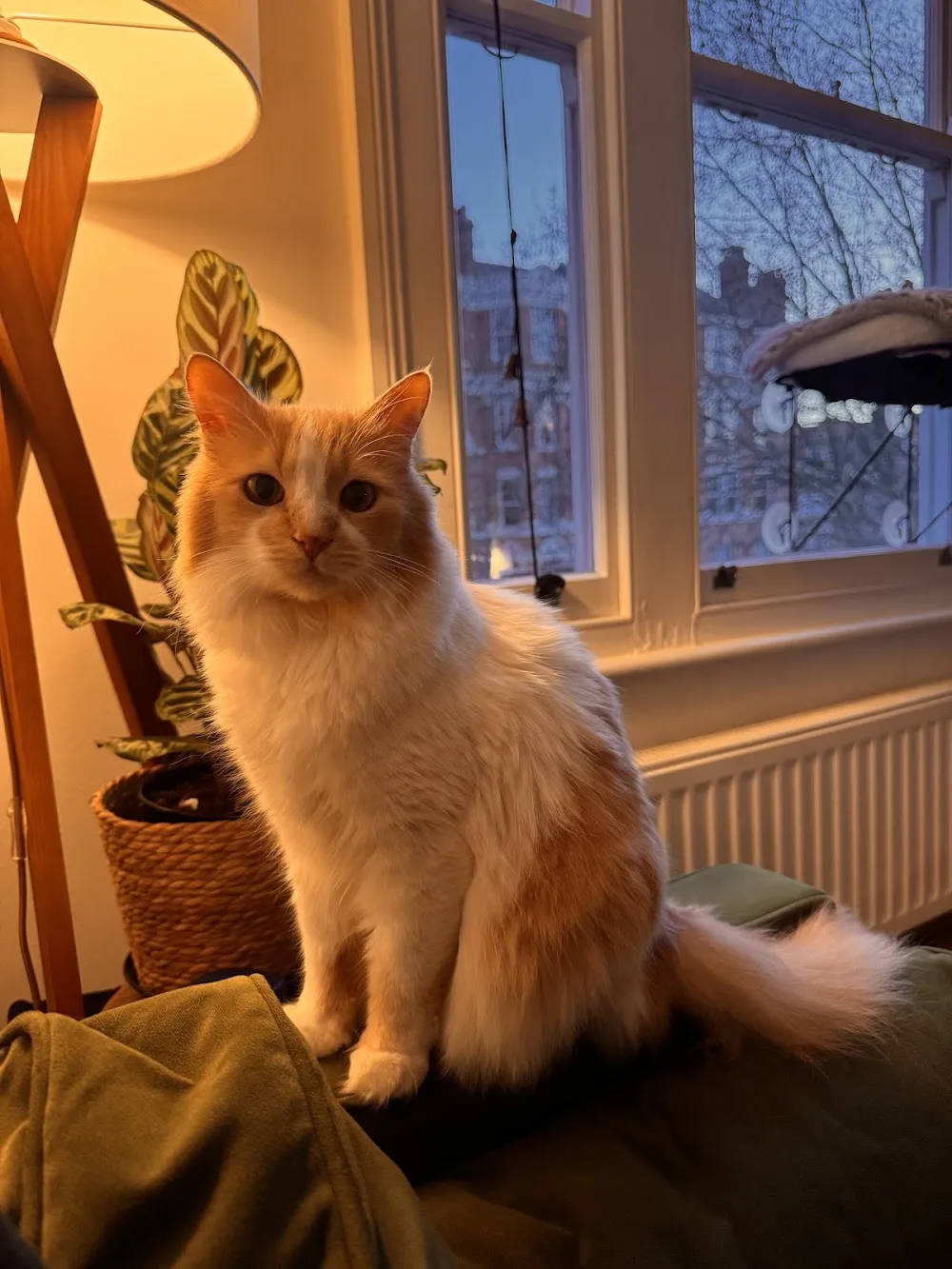 Longcroft Luxury Cat Hotel Welwyn, Hertfordshire - Hertfordshire pet otel görseli 3